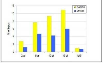 Chromatin Immunoprecipitation: Histone H3 [Trimethyl Lys36] Antibody [NBP2-59155] - ChIP assays were performed using human osteosarcoma (U2OS) cells, the antibody against H3K36me3 and optimized PCR primer sets for qPCR. Chromatin was sheared. ChIP was performed using sheared chromatin from 1.6 million cells. A titration of the antibody consisting of 2, 5, 10 and 15 ul per ChIP experiment was analysed. IgG (5 ug/IP) was used as a negative IP control. Quantitative PCR was performed using primer sets for the housekeeping gene GAPDH and for myogenic differentiation gene (MYOD). Figure shows the recovery, expressed as a % of input (the relative amount of immunoprecipitated DNA compared to input DNA after qPCR analysis).